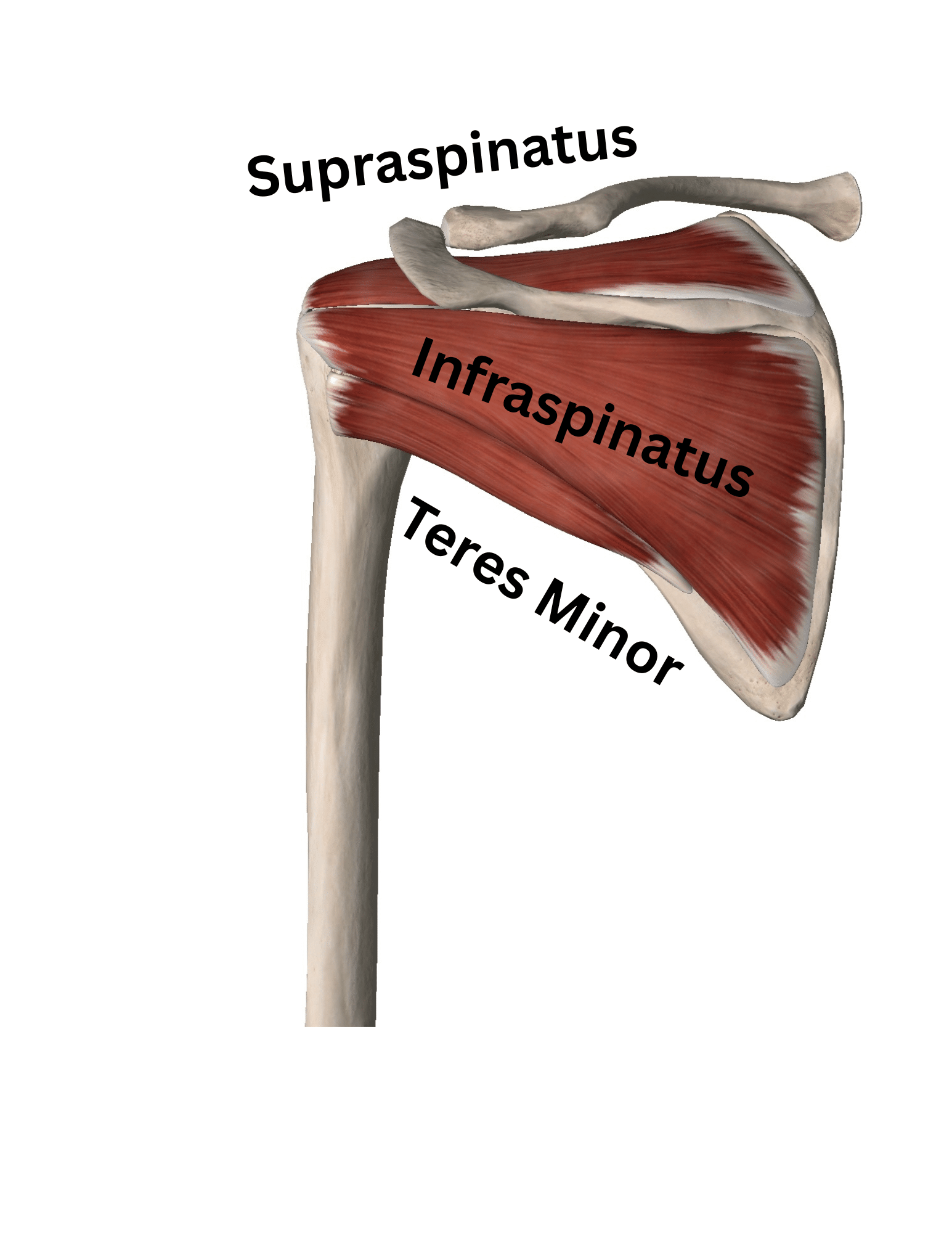 Rotator Cuff Muscles